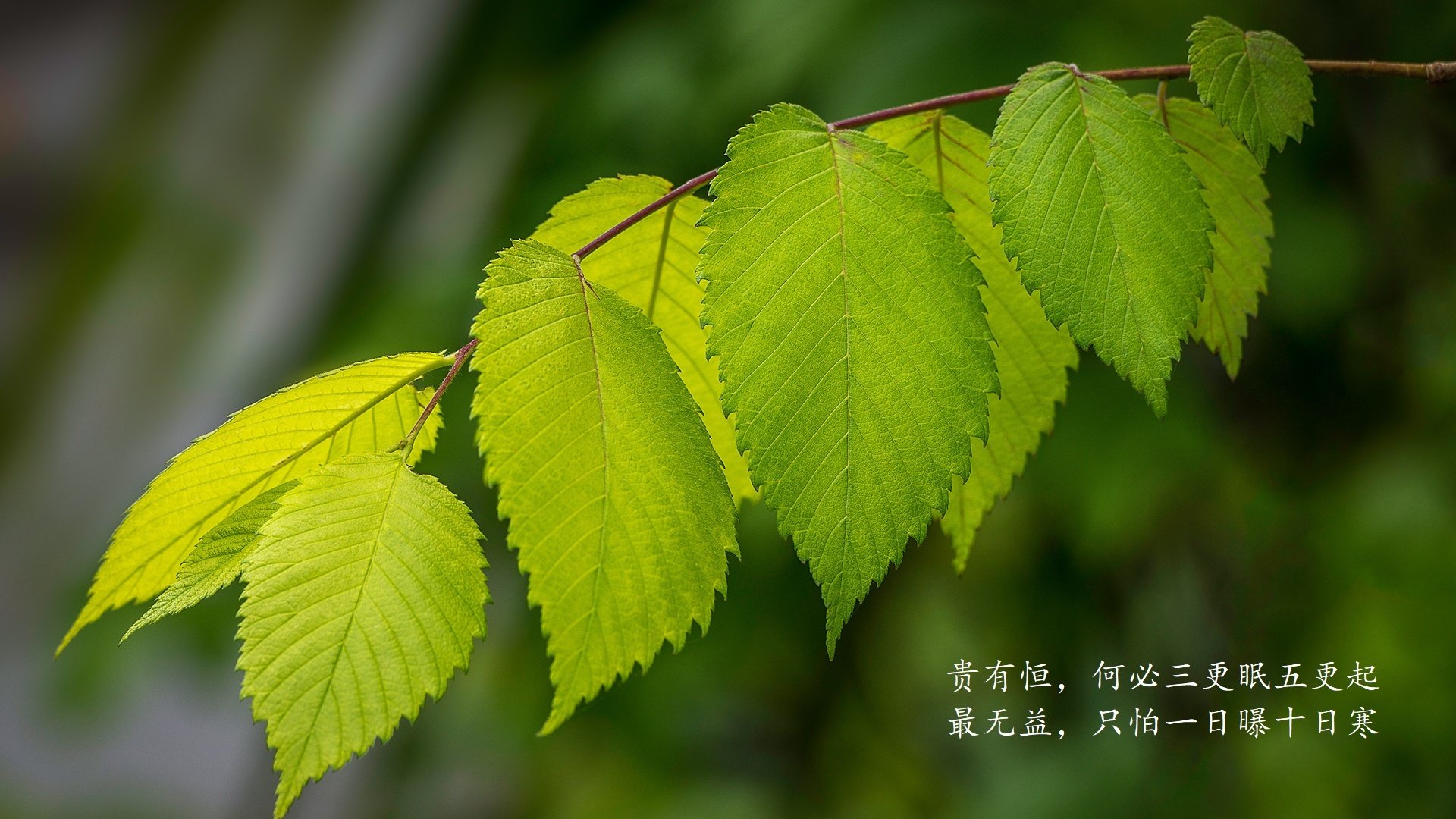 巴伦西亚险胜马德里竞技，保住欧联杯资格，巴伦西亚对阵马德里竞技
